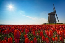 Sun, tulips and windmills
